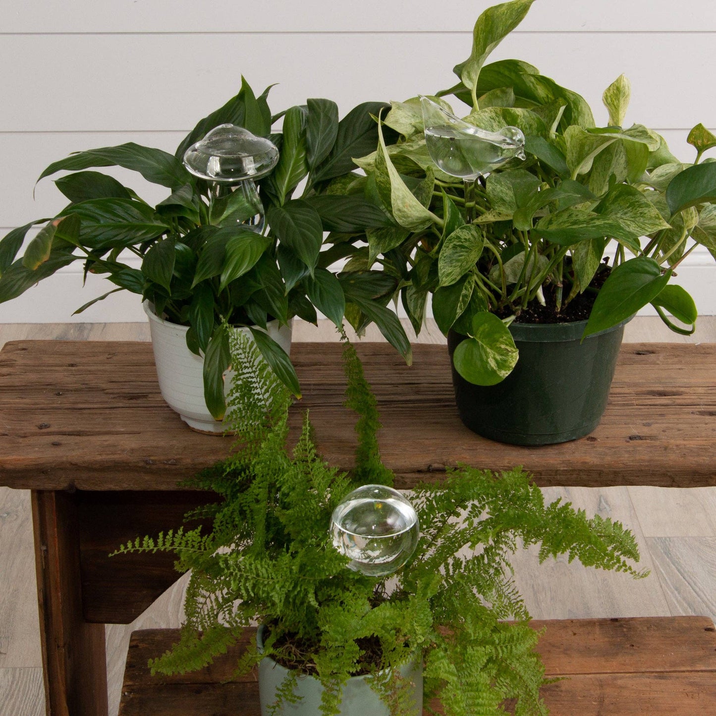 Glass Self-Watering Plant Globes